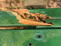 wood rot